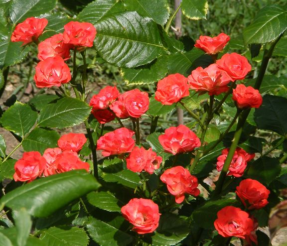 Zenaitta photo zen2012_07080005_zps6eda69f4.jpg